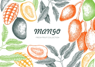 Tropical fruit frame design. Summer background. Mango fruit sketch, hand-drawn vector illustration. Juice packaging, exotic plant banner template. NOT AI generated